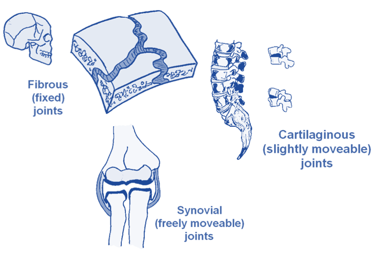 fixed fibrous joints