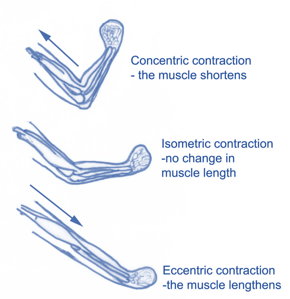 Muscle Contraction 100