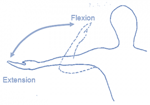 flexion extension