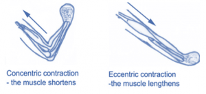 isotonic contractions