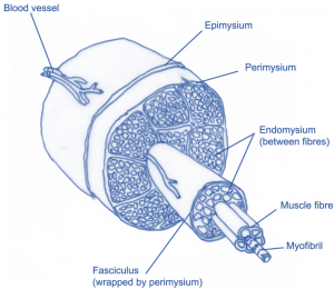 muscle structure