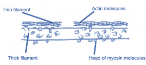 sliding filament theory 1