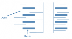 sliding filament theory 2