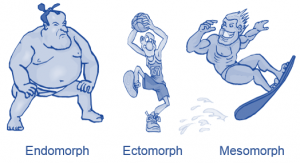 somatotypes