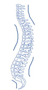 spinal curves