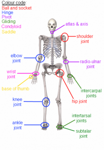 synovial joint examples