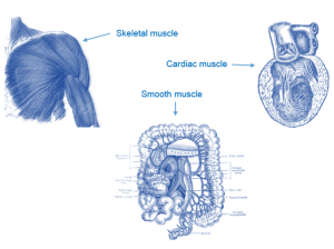 types of muscle