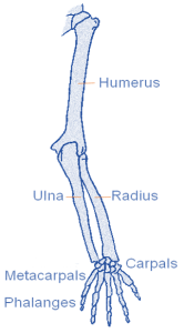 upper limb