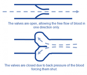 vein valves