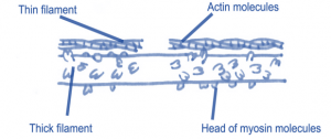 actin and myosin