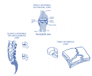 classification of joints