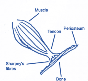 connective tissue