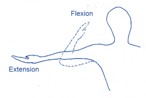 flex extend