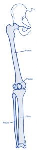 lower limb