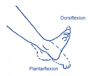 plantar dorsi