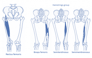 rectus femoris hamstrings