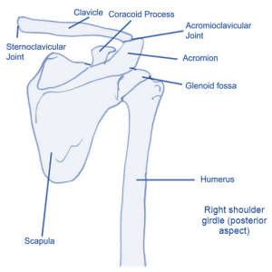 shoulder girdle