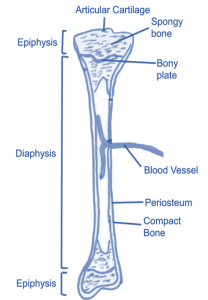 structure of bone