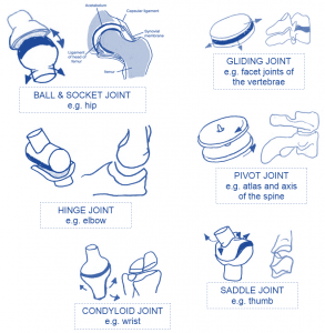 synovial joints