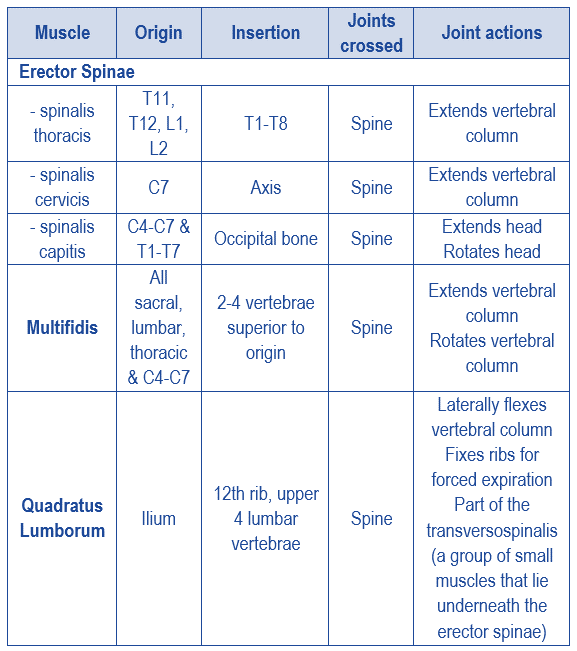 Level 3 (63) Exercise and Fitness Knowledge: Lower back ...