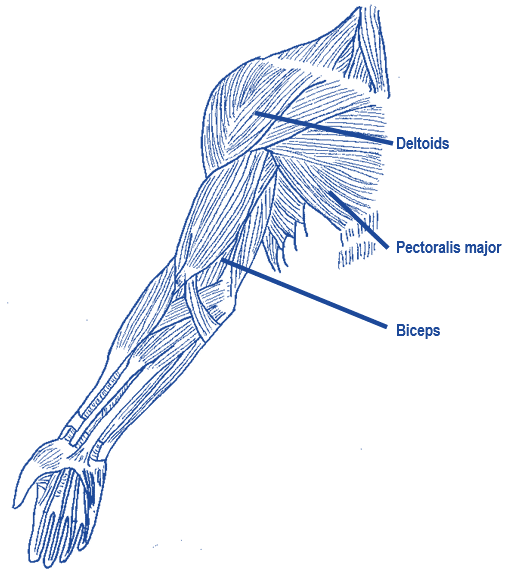 Upper body online