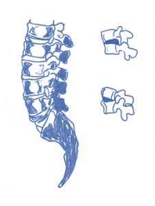 vertebrae movement