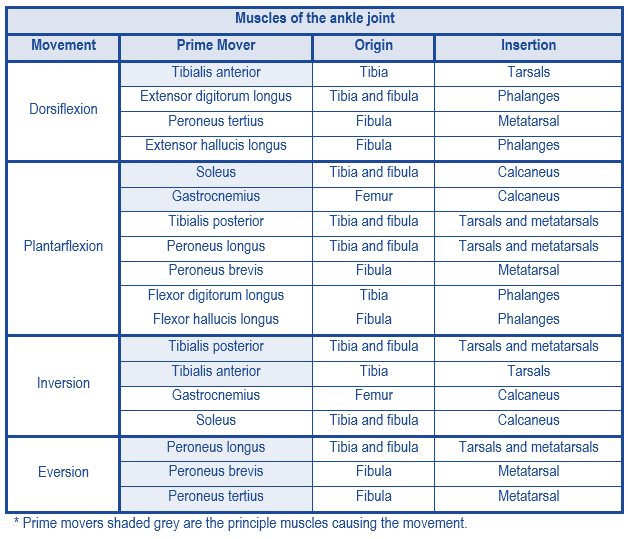 ankle muscles and movements