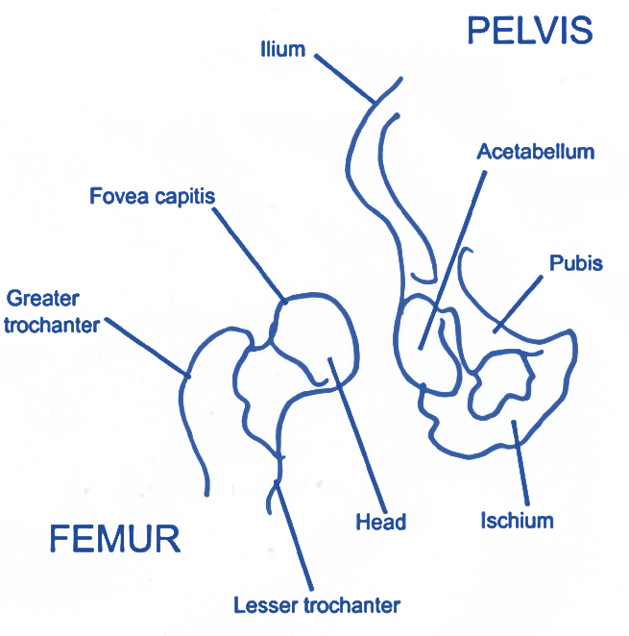 articulación de cadera