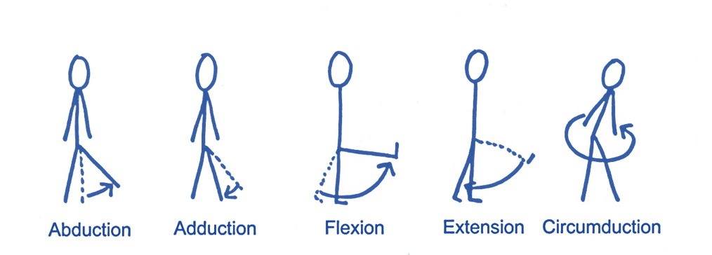 Level 3 (72) Exercise and Fitness Knowledge: The hip joint - Amac Training