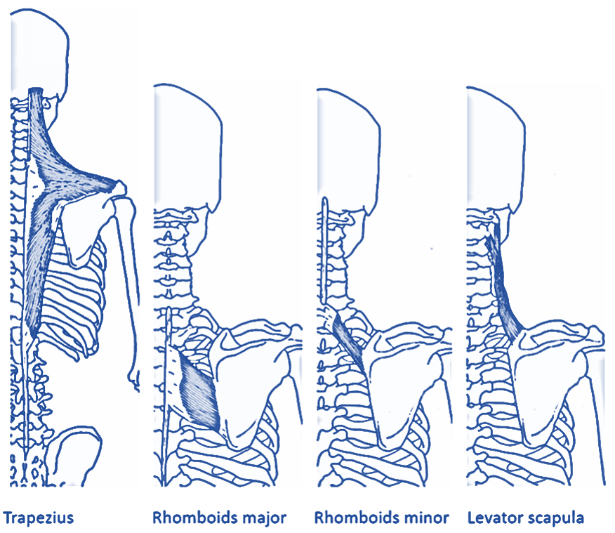 Classes of shoulder girdle motions examples (Sharba, Wali and Timemy